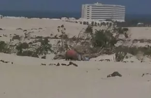 XXX Glamour Asia mendapat mesum anak indo kacau